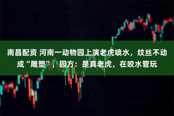 南昌配资 河南一动物园上演老虎喷水，纹丝不动成“雕塑”，园方：是真老虎，在咬水管玩